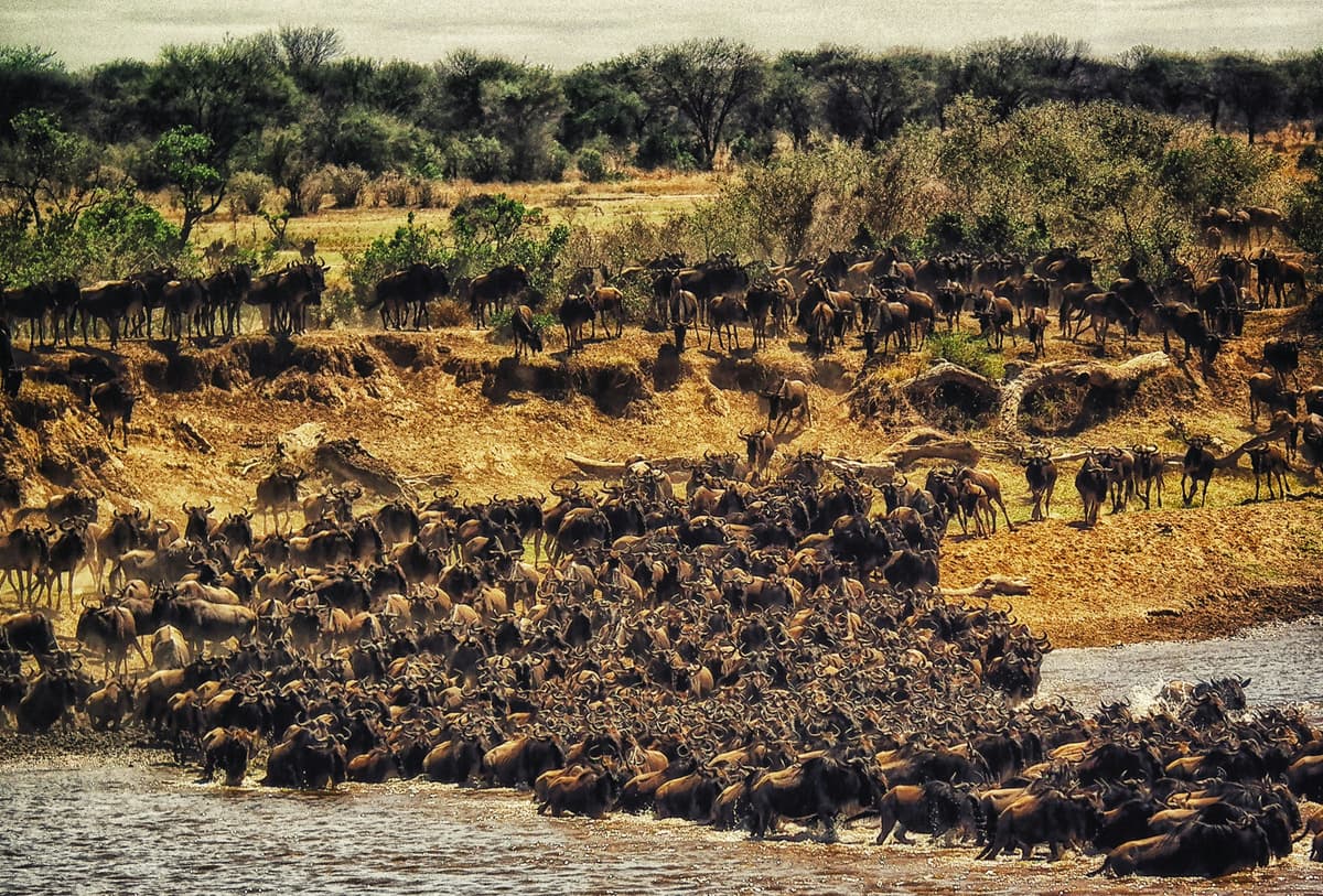 Kenya Peak Season Safari (Migration) - 8 Days