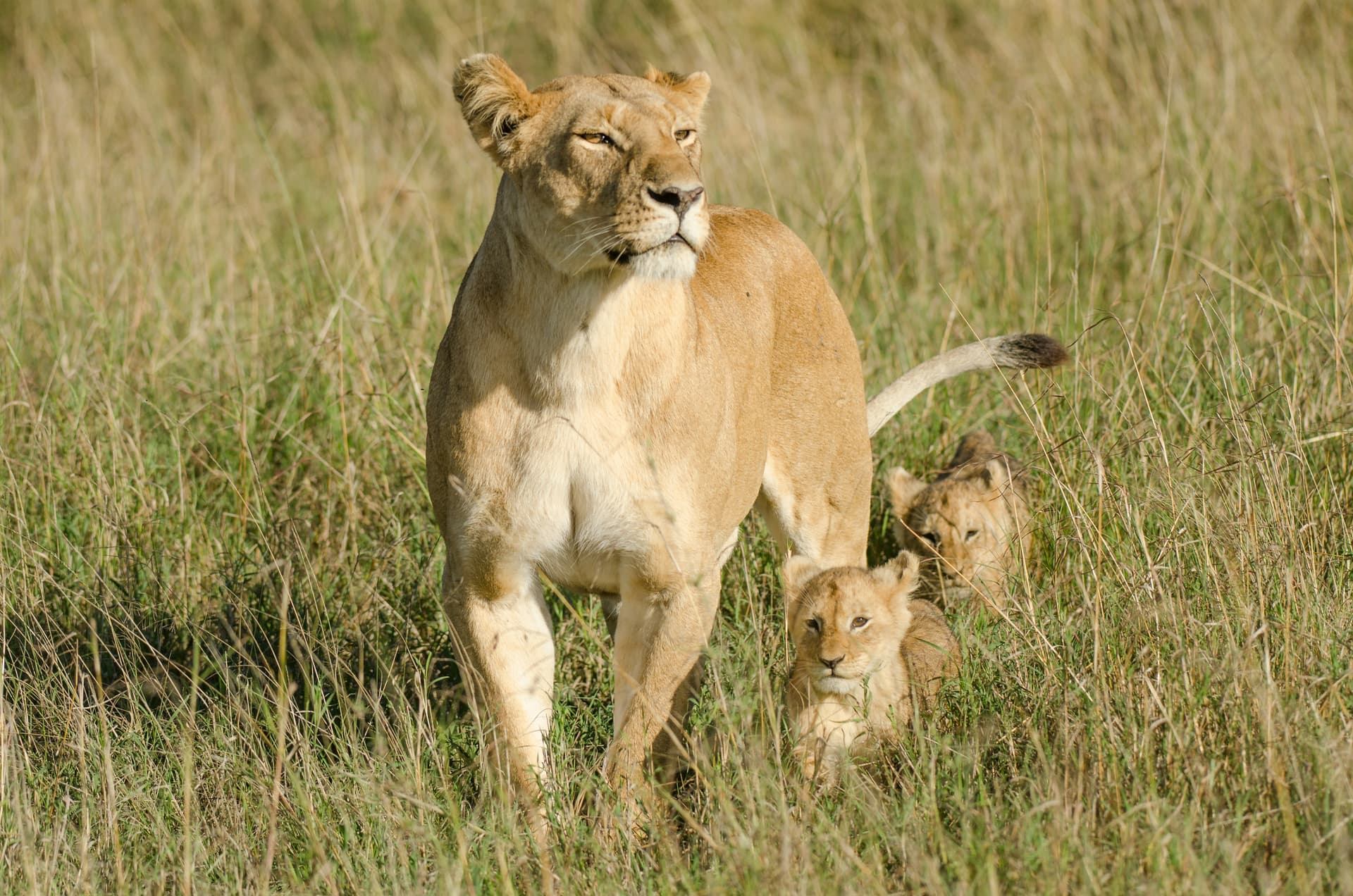 Kenya Safari Experience - Abbotts Starling Tours