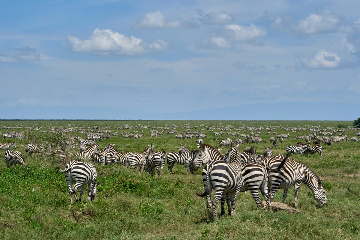 Kenya Peak Season Safari (Migration) - 3 Days